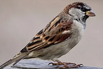 Posmatranje ptica sprečava depresiju