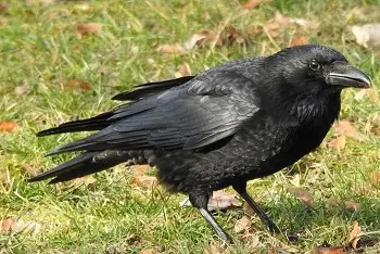 Sve češći napadi vrana, ali oprez - kazna