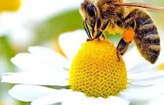 Sajam pčelarstva Bujanovac 2024