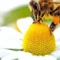 Sajam pčelarstva Bujanovac 2024