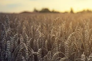 Cene pšenice na pijacama april 2024