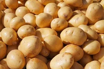 Cene krompira na pijacama april 2024