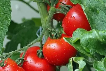 Cene paradajza na pijacama jul 2024