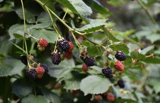 Dani kupine Ražanj 2025