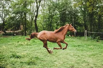 Koliko dugo živi konj?