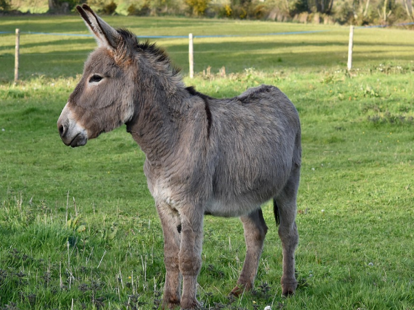 Koliko dugo živi magarac?