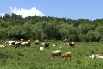 Koliko dugo živi krava?