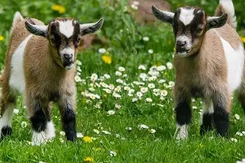 Koliko dugo živi koza?