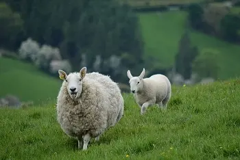 Koliko dugo živi ovca?