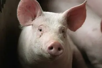 Koliko dugo živi svinja?