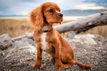 Koliko dugo živi pas?