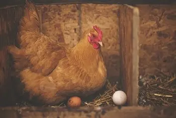 Koliko dugo živi kokoška?