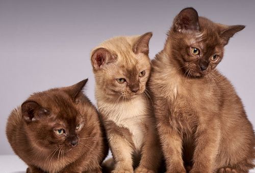 Koliko dugo živi mačka?