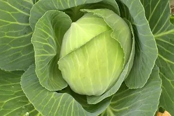 Cene kupusa na pijacama decembar 2025