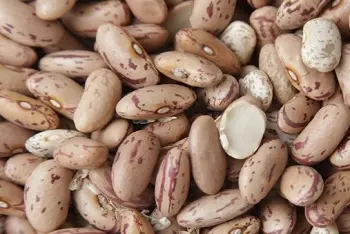 Cene pasulja na pijacama decembar 2025