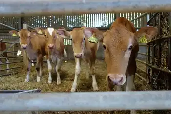 Cene teladi sisavčad na pijacama januar 2026