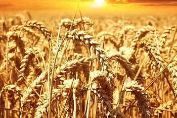 Cene stočnog ječma na pijacama januar 2026