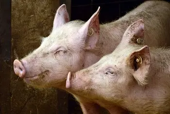 Cene prasadi na pijacama za Božić 2026