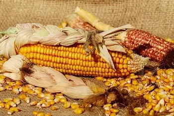 Cene kukuruza na pijacama januar 2026