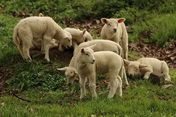 Cene jagnjadi na pijacama januar 2026