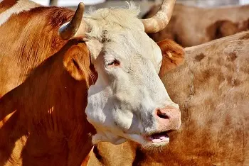 Cene bikova na pijacama januar 2026