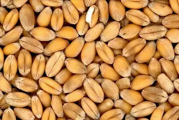 Cene pšenice na pijacama januar 2026