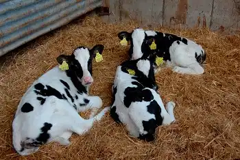 Cene priplodnih junica na pijacama januar 2026