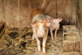 Cene prasadi u klanicama februar 2026