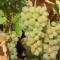 Sadnice grozdja za proleće