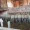 Ovce na prodaju vinterberg