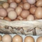 Prodajem domaća kokošija jaja