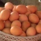 Prodajem jaja iz slobodnog uzgoja