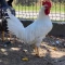 Leghorn petlovi