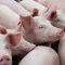 Prodajem prasad u rasponu od 20 do 30 kg