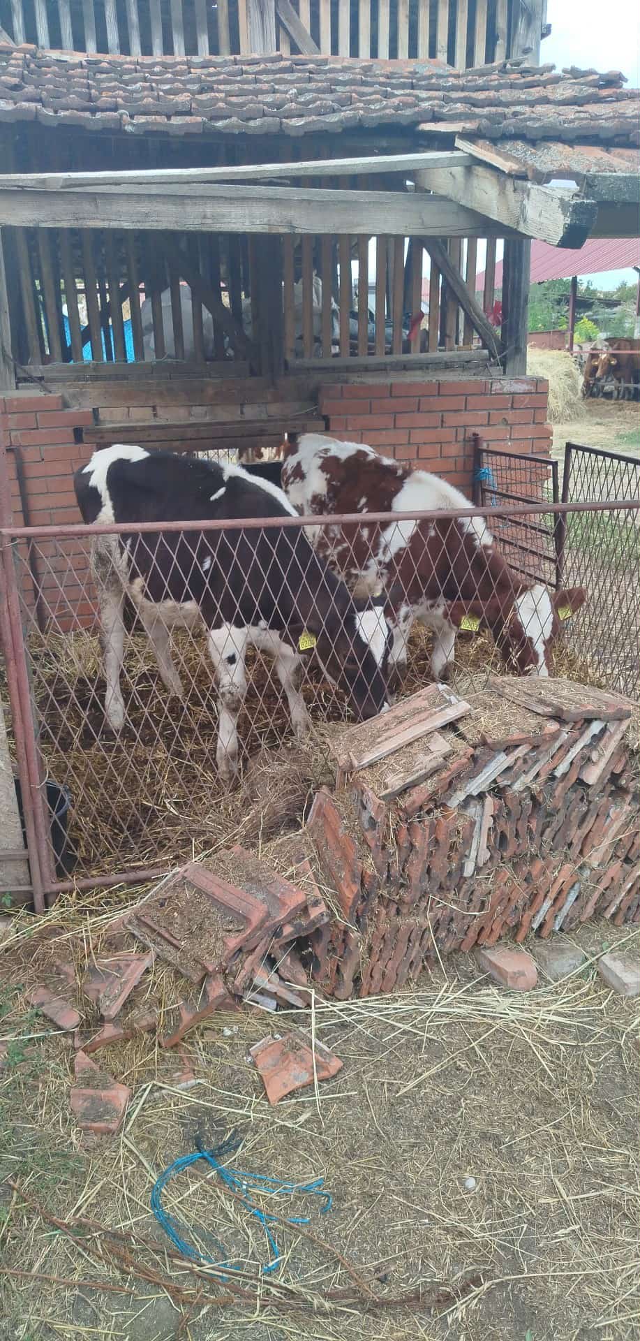 Cene i oglasi na pijacama