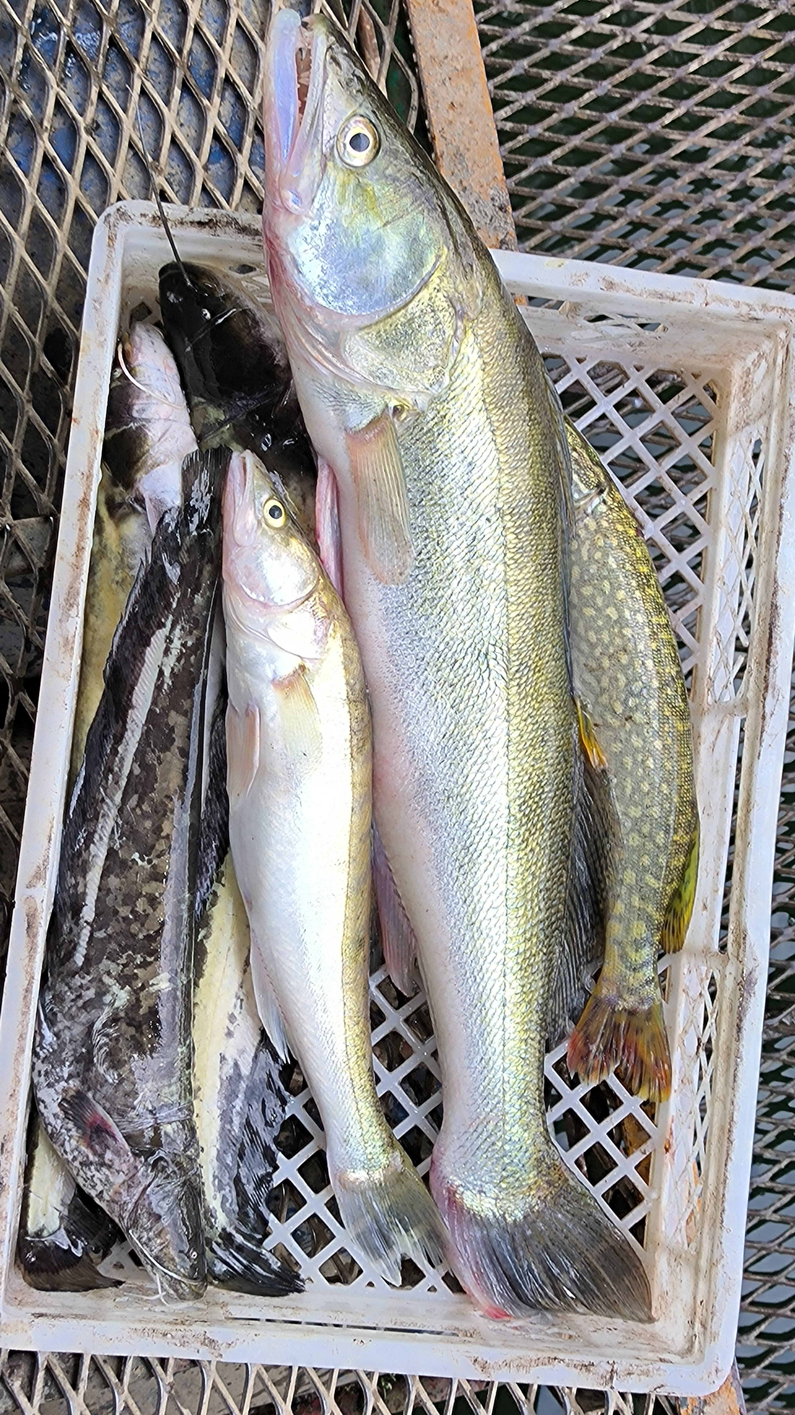 Cene i oglasi na pijacama