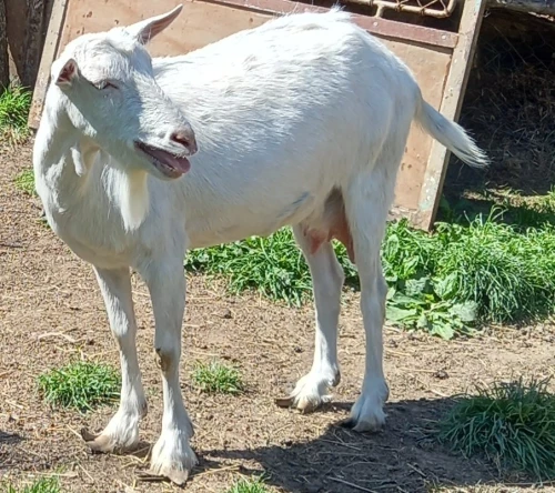 Cene i oglasi na pijacama