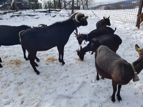 Cene i oglasi na pijacama