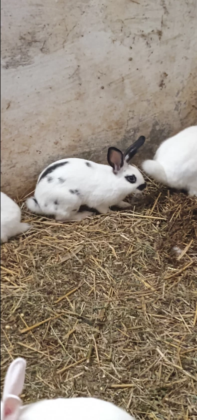 Cene i oglasi na pijacama