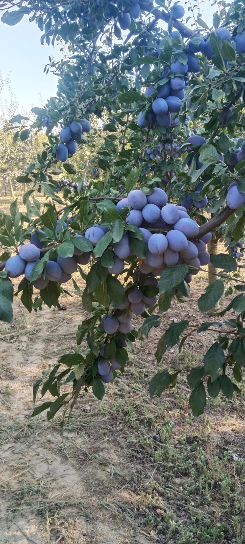 Cene i oglasi na pijacama