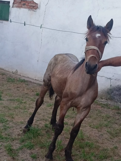 Cene i oglasi na pijacama