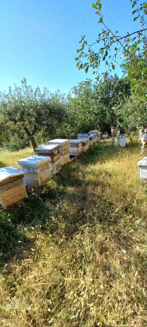 Cene i oglasi na pijacama