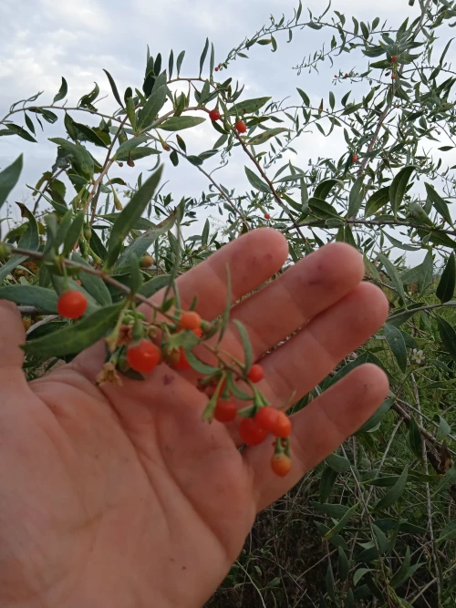 Cene i oglasi na pijacama