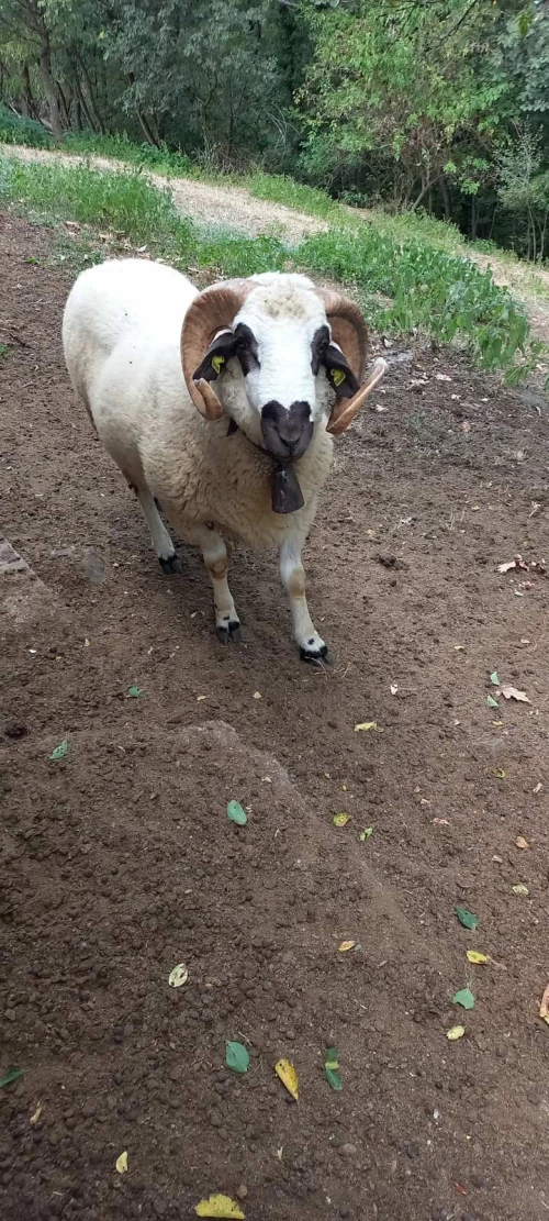 Cene i oglasi na pijacama