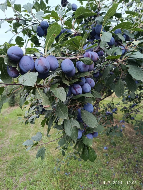 Cene i oglasi na pijacama