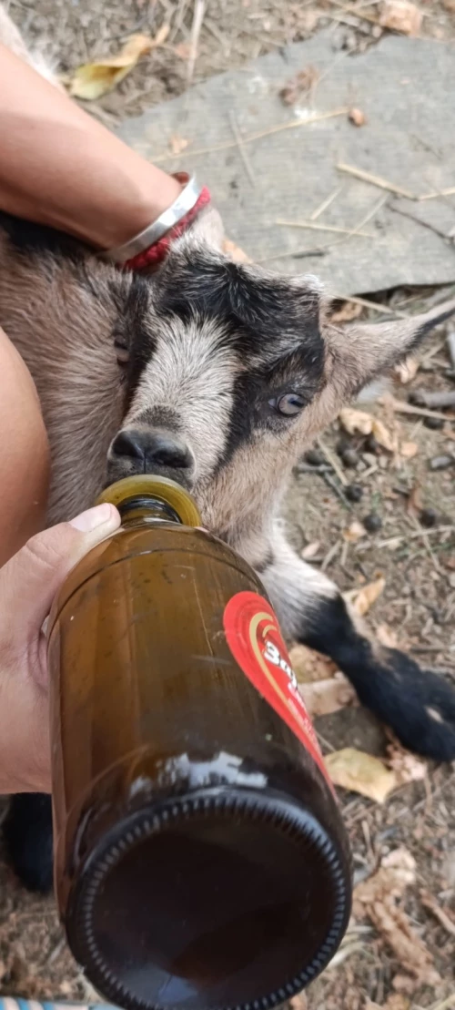 Cene i oglasi na pijacama