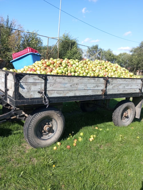 Cene i oglasi na pijacama