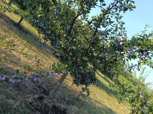 Cene i oglasi na pijacama