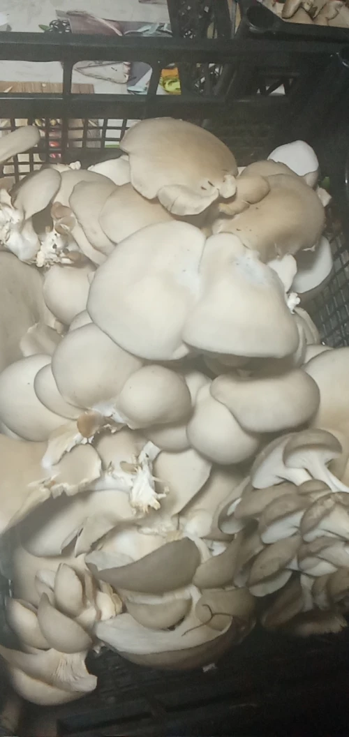 Cene i oglasi na pijacama