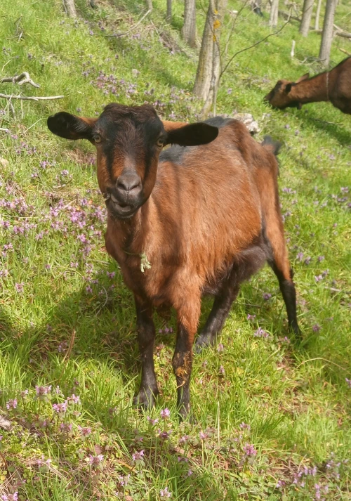Cene i oglasi na pijacama